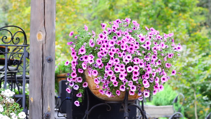 pink flowers on a porch, summer. 