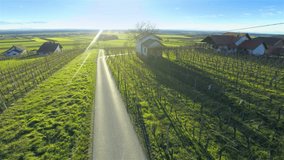 Flying over countryside with vineyards at sunset 4K. Aerial footage of vineyards in spring while nothing yet growing on branches, beautiful sunset in background and green grass everywhere.