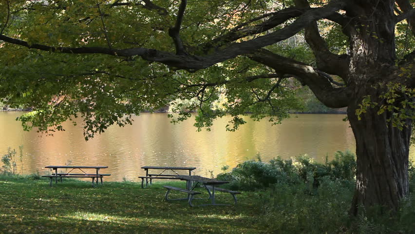Fall reflections on the lake waters, leaves falling down from old oak tree.