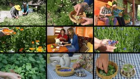Woman hands gather herb plants and granddaughter with grandmother drinking herbal tea. Montage of video clips collage. Split screen. Black angular frame. 4K UHDTV 2160p