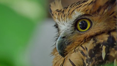 Eyes Horned eagle-owl