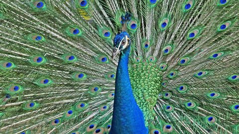 Male Indian Blue Peafowl displaying
