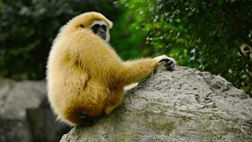 Video 1080p FullHD - Solitary. female lar gibbon perched on a boulder and watching passersby from his habitat enclosure at Chiang Mai Zoo in Thailand.
