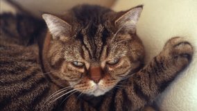 1080p video - British cat whiskas with big eyes lying on the sofa and sleep. grumpy cat