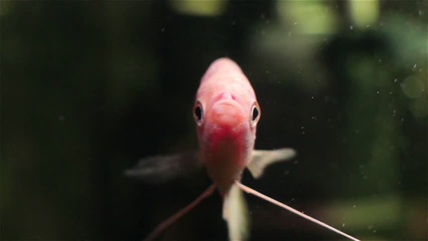 Gourami in aquarium