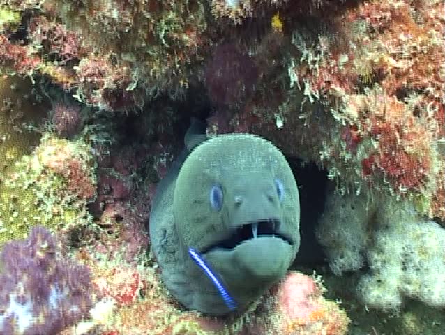 Giant Moray showing their teeth @ Koh Tachei, Surin Islands, Thailand