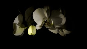 video shows an opening orchid bud of an Phalaenopsis; background is  black
