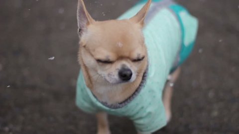 Close-up of chihuahua in overalls under snowfall