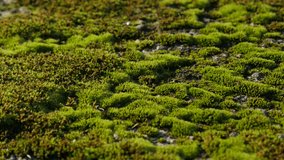 Green moss on sunlight slow panning shallow DOF  4K 2160p UHD footage -  Bryophyta moss by the day slow panning 4K 3840X2160 UHD video