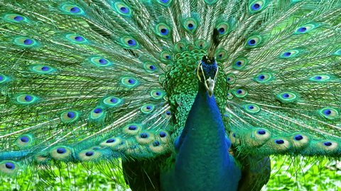 Male Indian Blue Peafowl displaying