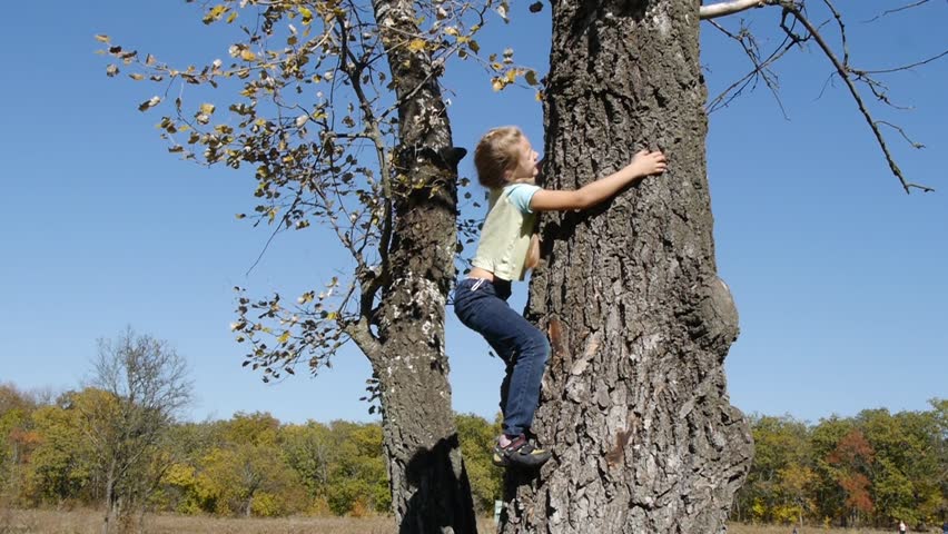 Can you climb a tree. Дерево для детей. Карабкаться на дерево. Лазать по деревьям. Мальчик лазит по деревьям.