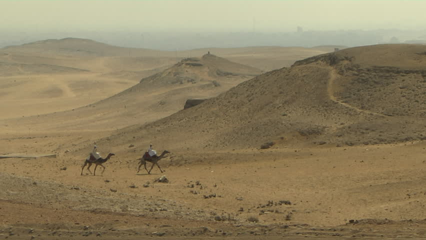 Camels in Egypt