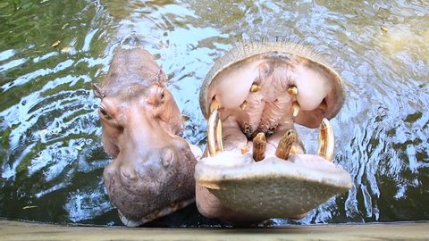 Hippopotamus Eating In Pond and People Feeding
