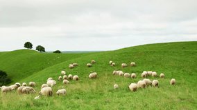 Video of a group of sheeps grazing in the field and walking away from the camera. 1080p video at 25 fps/Group of sheeps and lambs grazing in the field