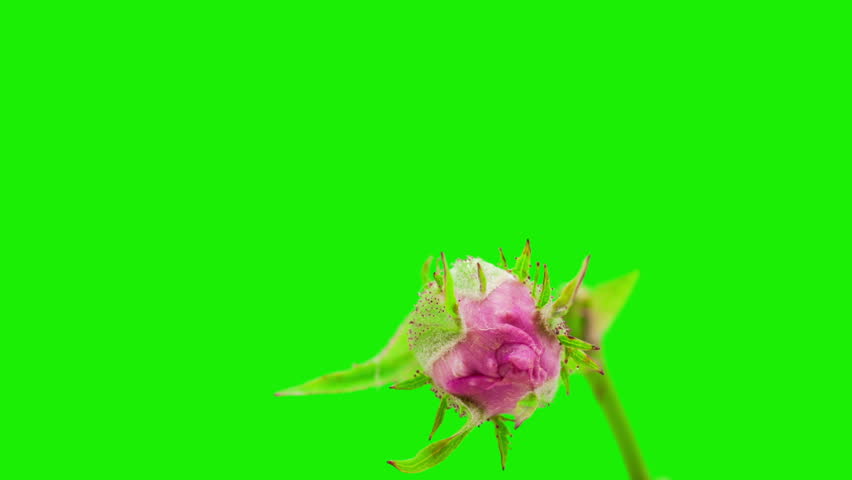 HD 1080p macro timelapse video of a pink rose hip flower (Rosa rugosa) growing and blossoming on a green backgound/Rose hip flower blooming macro timelapse Royalty-Free Stock Footage #9130616