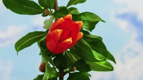 Hd 1080p macro time lapse video of a pomegranate tree flower (Punica granatum) growing and blossoming on a sky blue background/Pomegranate tree flower blooming macro timelapse
