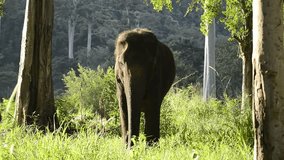 1920x1080 video - Adult elephant feeding in the forest. Thailand