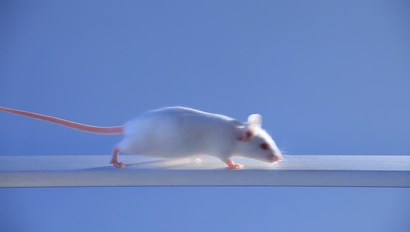 Видео где бегает мышка. Мышь бежит. Крыса бегает. Мышка бегает. Бег мыши.