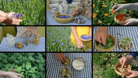 Hands gather herb flowers plants and make herbal tea. Alternative medicine. Montage of video clips collage. Split screen. Black angular frame. 4K UHDTV 2160p