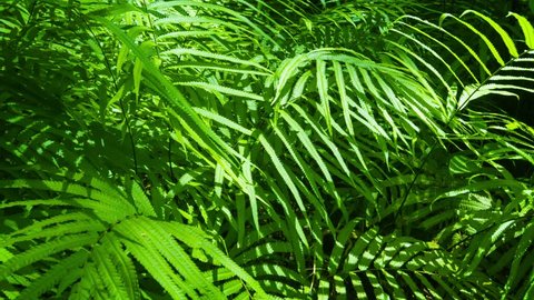 UHD video - Camera tracking across densely packed foliage of ferns in this tropical. Thai jungle. Delicately arrayed leaves splay outwards to capture the sunlight.