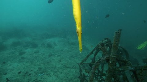 Curious yellow trumpetfish swimming close to artificial reef underwater at Mabul Island, Borneo