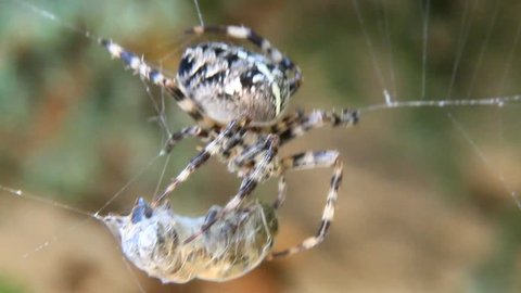 Cross spider (Araneus diadematus) caught wasp in his web