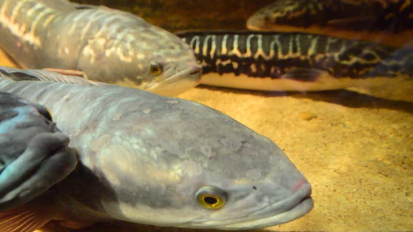 Snakehead toman Channa micropeltes