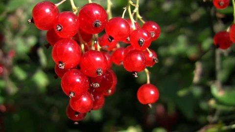 A Bunch of Red Currants