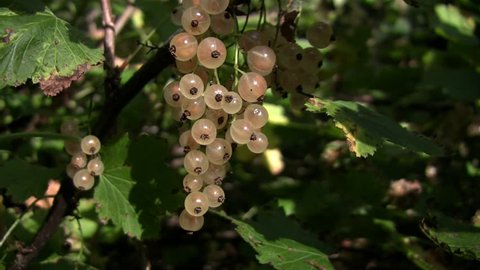 Picking White Currants