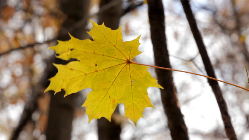 single yellow autumn maple leaf 