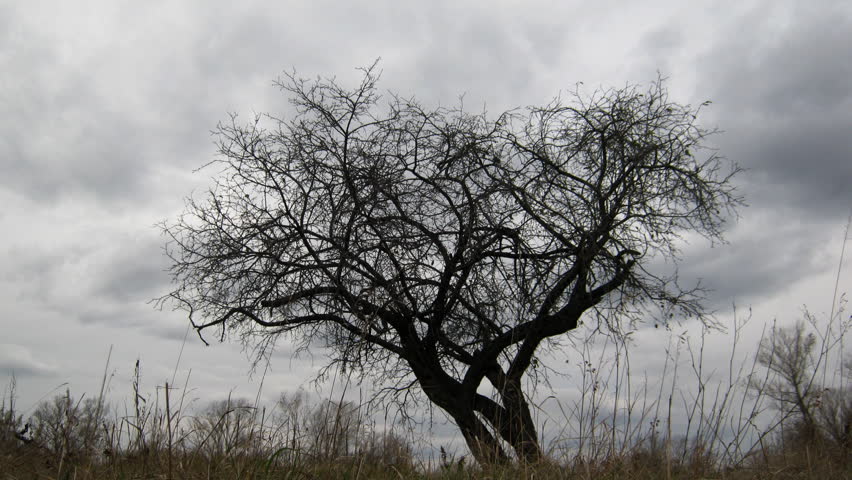 dry tree under moody overcast sky 