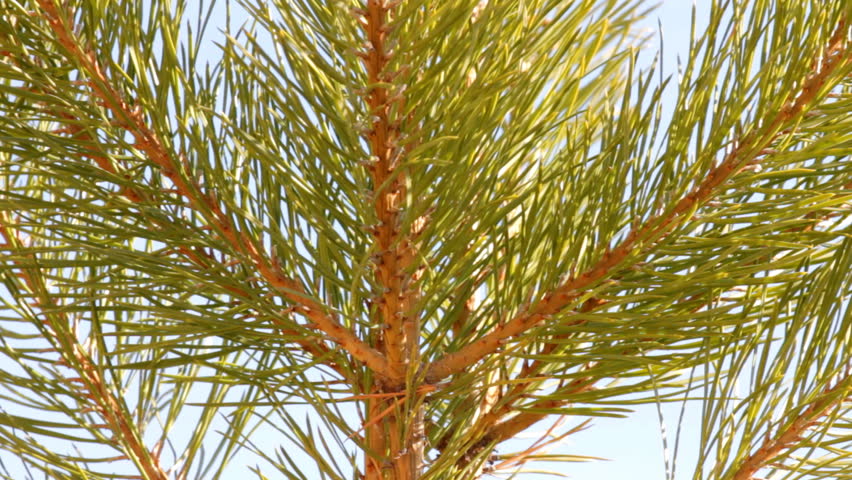 tip of pine tree close-up 