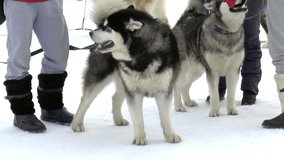 The video shows Dog breed Siberian husky, huskies, malamutes outdoors on a snowy field