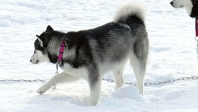 The video shows Dog breed Siberian husky, huskies, malamutes outdoors on a snowy field