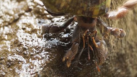 Hermit Crab Crawls on a Rock