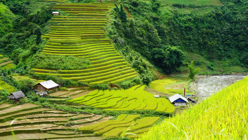 Asian Terraced Paddy Field 4k Stock Footage Video (100% Royalty-free ...