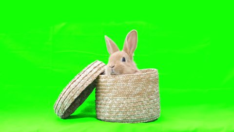 Adorable red rabbit in wicker basket isolated on a green background
