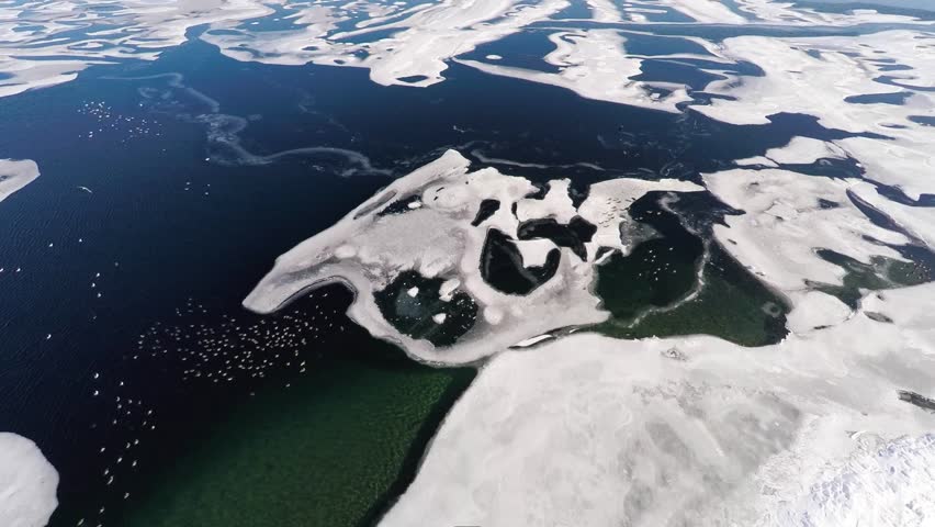 Aerial shot over frozen lake full  with  flocks of bird 