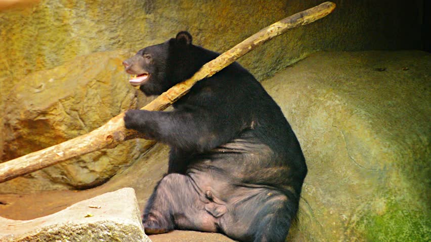 Video 1080p - Solitary male Asian black bear scratches his back and shoulder with a large tree branch in his habitat 