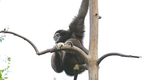 Video 1080p - Solitary male siamang gibbon. a species of primate. clinging to and climbing up a tree snag in his habitat enclosure at Chiang Mai Zoo in Thailand.