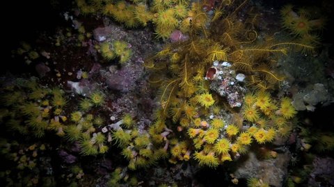 Yellow zoanthids (Zoantharia) on coral reef wall at night, Bunaken Island, Indonesia