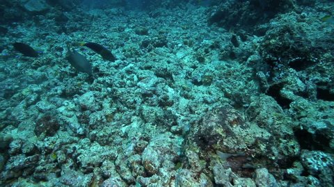 Coral reef fish feeding amongst dead and broken corals at Bunaken Island, Indonesia