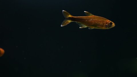 Aquarium fish Silver Tipped Tetra. Tetra fish swimming. (Macro view, soft focus, effect soft grain noise)