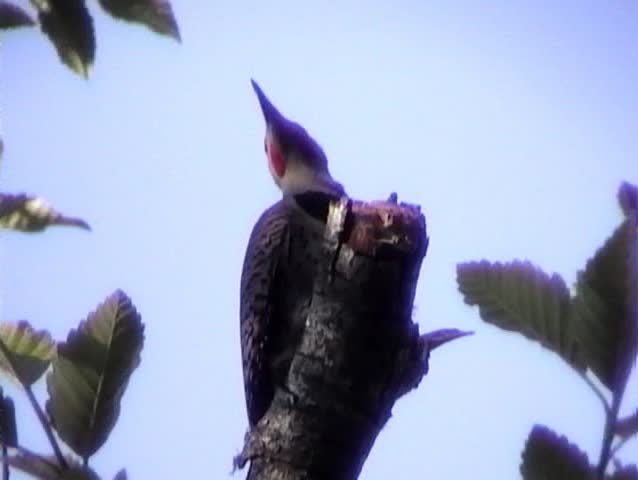 A red-shafted Northern Flicker (Colaptes auratus) sings on the stub of a snag.