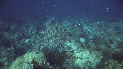 Overhead view of green sea turtle swimming along coral reef wall at Bunaken Island, Indonesia