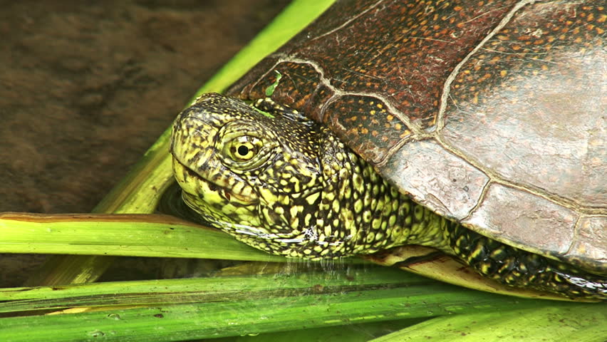 european pond turtle swimming water marsh Stock Footage Video (100% ...