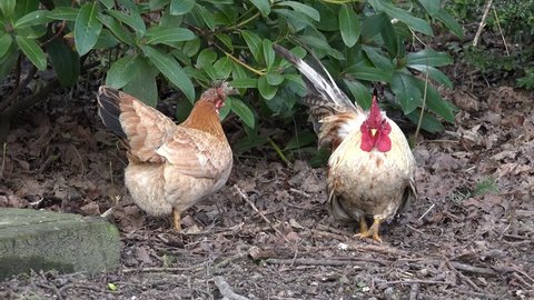 chickens in the mating