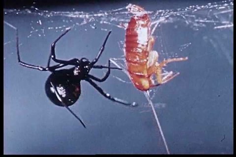 CIRCA 1960s - The life of a black widow spider