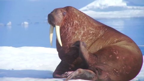 CIRCA 2010s - Walrus live in a natural ice habitat in the Arctic.