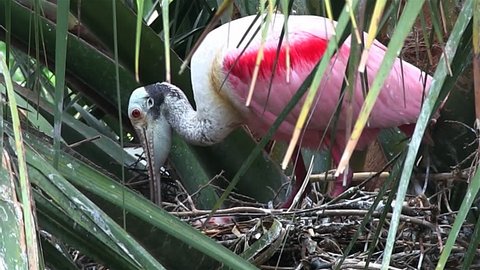 FLORIDA - CIRCA 2014 - A roseate spoonbill tends to chicks in a nest